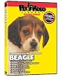 Beagle DVD - Everything You Should Know About Your Dog