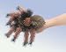 Folkmanis Small Tarantula Puppet