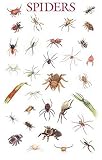 Spiders Poster (Posters)