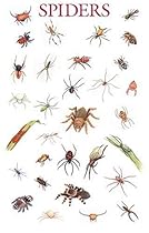 Spiders Poster (Dover Posters) Spiders Poster (Dover Posters)
