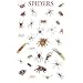 Spiders Poster (Posters)