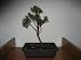 Shimpaku Bonsai Plant