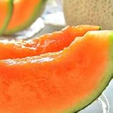 ロイヤルガストロ　北海道産「らいでんメロン」（秀品／2玉／化粧箱）【7月中旬〜10月中旬にかけて、収穫次第に発送予定】