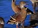 Plumed Whistling Ducks (Dendrocygna Eytoni), Lakefield National Park, Queensland, Aus...
