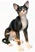   - CAT Sphynx Sphinx Figurine Sits w big Eyes Resin 5657