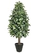 4' Laurel Tree in Black Round Pot
