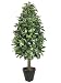 4' Laurel Tree in Black Round Pot
