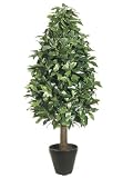 4' Laurel Tree in Black Round Pot