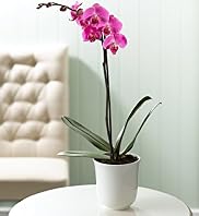 Single Phalaenopsis Orchid