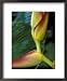 Flowers of Heliconia in the Carara Biological Reserve, Costa Rica Framed Art Poster Print by Scott T. Smith, 18x22