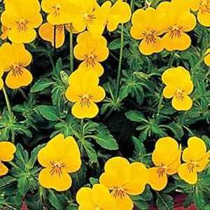 Outsidepride 2000 Seeds Perennial Viola Yellow Perfection Flower Seeds for Planting