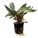 SubstrateSource Cryptocoryne undulata Live Aquatic Aquarium Plant