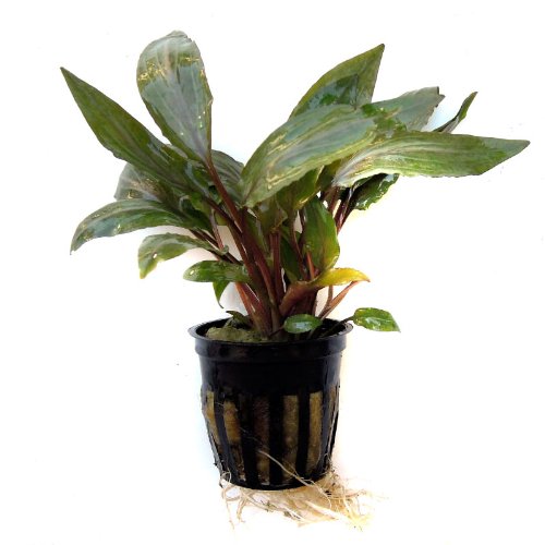 SubstrateSource Cryptocoryne undulata Live Aquatic Aquarium Plant