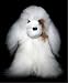 Soft Cuddly Alpaca Stuffed Animal Hand Made Pet Dog APD_WHITEBROWN10_049