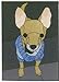 Jennells Big Book Of Dogs With Cd