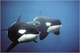 Killer Whales (Orca) by Anonymous. Art Print Poster 36 inches width by 24 inches height. Highest Quality Art Poster Print