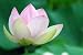 Nelumbo Nucifera - 36
