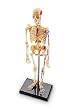 Learning Resources LER3337 Model Skeleton