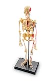 MODEL SKELETON