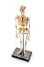 MODEL SKELETON