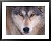 Gray Wolf in the Foothills of the Takshanuk Mountains, Alaska, USA Framed Art Poster Print by Steve Kazlowski, 31x25
