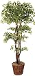 84" Natural Wood Gingko Tree