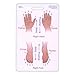 Anatomy & Anatomical Positioning Vertical Badge ID Card Pocket Reference Guide