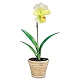 Baumgartens Artificial White Lady Slipper In A Terra Cotta Pot 18in Overall ....