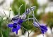 Rocket Larkspur Seeds - Delphinium ajacis - 1,500 Seeds + *FREE SEEDS*