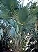 Sabal-Palme - Sabal minor var. Louisiana 5K