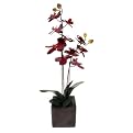Fall Orchid - 23"