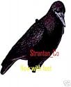 DECOY CROW WITH FEET FULL SIZE