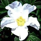 Amazon / Tropical Oasis: WHITE JAPANESE ROSE / ROSA RUGOSA ALBA fragant 10 seeds