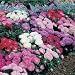 Aster Milady Mixed by Mr Fothergills
