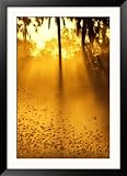 Birds Flying up into Sunlight Streaming Through the Jungle Foliage Framed Photographic Poster Print by Beverly Joubert, 32x44