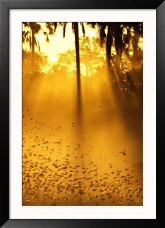Birds Flying up into Sunlight Streaming Through the Jungle Foliage Framed Photographic Poster Print by Beverly Joubert, 32x44
