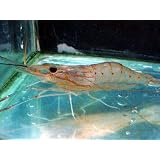オニテナガエビ（ブルーロブスター）【こだわりの生体をお届けします　名生園】