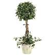 Curly Ivy Topiary in Pot - 22"