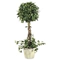 Curly Ivy Topiary in Pot - 22"