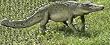 Life size Crocodile statue home garden sculpture large