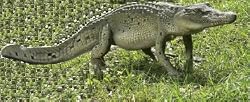 Life size Crocodile statue home garden sculpture large