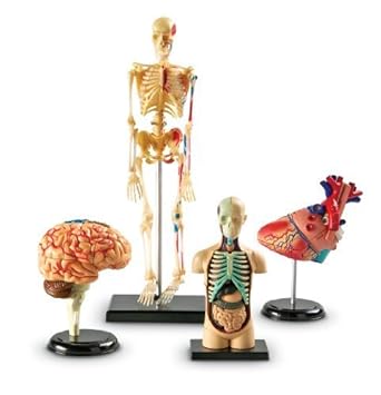 Learning Resources Anatomy Models Bundle Set by Learning Resources, Inc