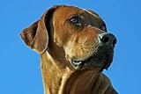 Rhodsian Ridgeback - 36