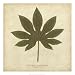 Japanese Fatsia by R. B. Davis. ART PRINT Canvas Rolled. 22.00 inches width by 22.00 inches height. Highest Quality Art Poster Print
