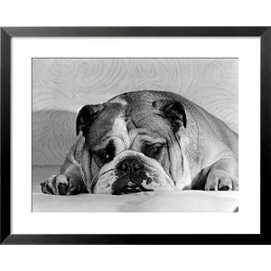 Bruce the Old English Bulldog Not Feeling His Best, November 1978 Framed Art Poster Print, 31x25