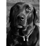 Labrador Retriever (How to Increase Your Labrador Retrievers Lifespan up to 135%!)
