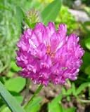 Red Clover Tea