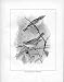 Birds Frohawk Drawings antique print yellow browed warbler