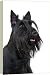 Dog - Scottish / Aberdeen Terrier - 20 Inch Canvas Print (51 cm) by Ardea