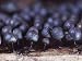 A Slime Mold Sporangia of the Genus Lamproderma, on Dead Wood Photographic Poster Print, 24x18